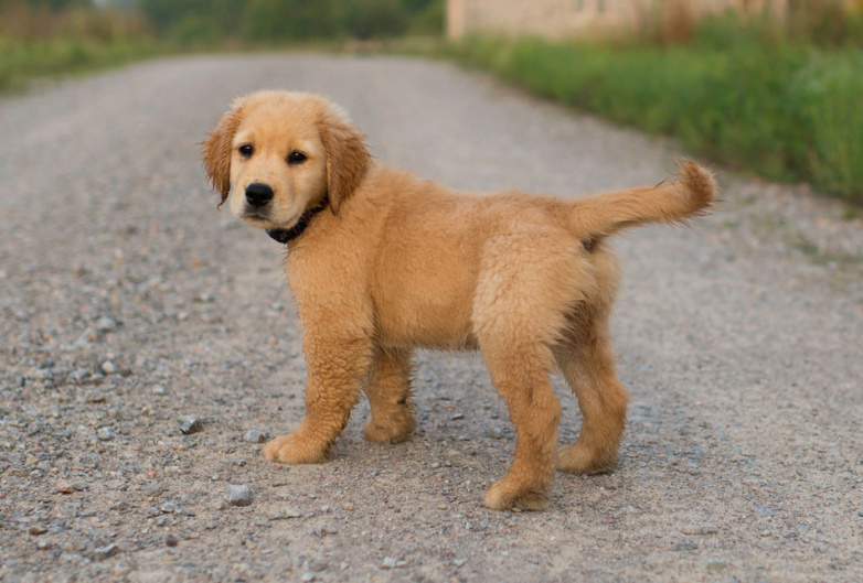 Cute doggo :)