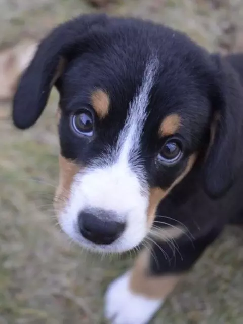 surprise! cute doggo again!